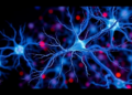 Long-read sequencing maps the hidden 5hmC landscape of human neurons