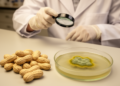 Resistant Peanut Varieties Alone Cannot Stop Aflatoxin, Review Finds