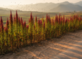 Invasive Amaranthus weeds predicted to shift across China as climate changes
