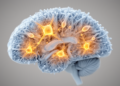 Parvalbumin Protein Loss Linked to Epilepsy-Related Cognitive Impairment in Mice