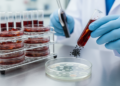Burmese grape peel extract fused with magnetic nanoparticles fights drug-resistant bacteria in lab tests