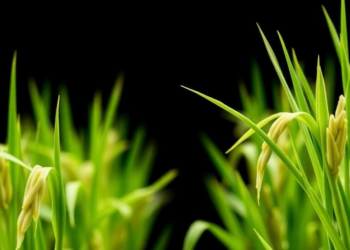 Tiny Signaling Peptides: Rice DEVIL Genes Reveal Hidden Breeding Potential
