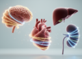 Organ ageing clocks show direction-dependent genetic links with disease