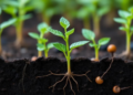 Nano-enabled biostimulants could rewire root exudates and soil microbes