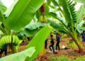 GIS Mapping Reveals Where Bananas Thrive in Assam's Goalpara District