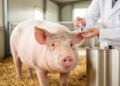 Blood Metabolites Boost Prediction of Feed Efficiency and Carcass Traits in Pigs