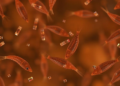 Liver Fluke Infections Strike Nearly a Third of Patients in Hengzhou, China