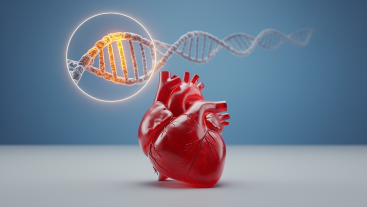 APOE ε4 Carriers Face Higher Heart Attack Risk, Large Genetic Review Finds