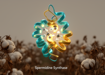 Spermidine Synthase Emerges as a Master Switch Behind a Devastating Cotton Wilt Fungus