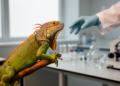 Reptiles worldwide carry Salmonella and E. coli at high rates, meta-analysis finds