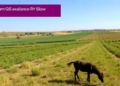 Digital GIS Workflow Links Farmer Knowledge Surveys to Veterinary Surveillance in Kazakhstan