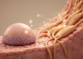 Aging Reshapes How Lung Stem Cells and Their Niche Talk to Each Other