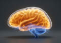 Reward Signals Sweep the Entire Mouse Visual Cortex
