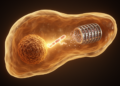 TRIM29 drives liver cancer growth by tagging DAPK3 for destruction