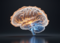 Brain scans reveal cortical thinning and rewired signaling in Parkinson's disease