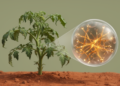 Meta-analysis of tomato RNA-seq data pinpoints drought-responsive genes