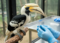 Captivity reshapes gut microbiome and antibiotic resistance genes in oriental pied hornbills, study finds