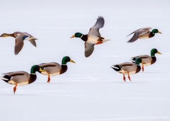 GPS tracking reveals six duck species sharing one wintering ground migrate in strikingly different ways