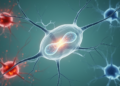 NF-κB1 Emerges as a Context-Dependent Switch in Neurodegenerative Disease