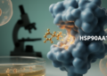 Myricetin Targets HSP90AA1 to Curb Bladder Cancer Growth in Preclinical Models