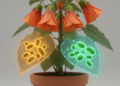 Chloroplast genomes reveal two major lineages in the plant genus Abutilon