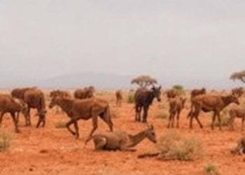 No licensed vaccine or drug exists as Marburg virus outbreaks multiply across Africa