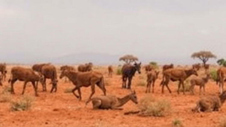 No licensed vaccine or drug exists as Marburg virus outbreaks multiply across Africa
