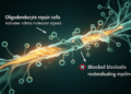 Blocking Two Opposing Signals Steers Repair Cells Back to Rebuilding Myelin in Mice
