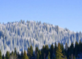 Boreal Forests Rewrite the Rules of Nitrogen Uptake Under Long-Term Deposition