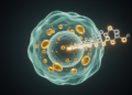 ACOT7 fuels head and neck cancer growth by altering arachidonic acid and AKT-MDM2-p53 signaling