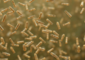 Metagenomic Sequencing Reveals a Hidden World of Bacteriophages in the Ganga River