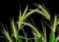 Johnsongrass Mosaic Virus Revealed as Widespread and Genetically Diverse in Ethiopian Forage Grasses