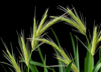 Johnsongrass Mosaic Virus Revealed as Widespread and Genetically Diverse in Ethiopian Forage Grasses