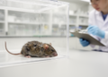 Male mice hit harder by Parkinson's-linked depression in new study