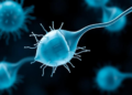Gut Metabolite 2,8-Dihydroxyquinoline Shields Sperm Cells From Iron-Driven Cell Death