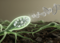 Fungal Hormone Hypothesis Gains Ground as Heptelidic Acid Loss Silences Metabolite Genes in Trichoderma virens