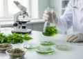 Medicinal Plants Show Promise Against the Bacteria Behind Bovine Mastitis