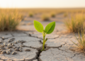 Seed germination thresholds mapped for a semiarid rangeland plant