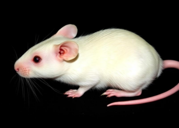Pterostilbene Protects Rat Ovaries from Chemical Damage in Preclinical Study