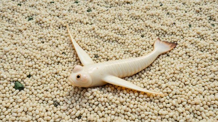Artificial spawning grounds rescue hundreds of thousands of cuttlefish eggs in South Korea, study finds