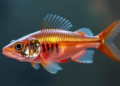 Ancient Immune Checkpoint in Zebrafish Reveals How Bacteria Hijack T Cell Metabolism