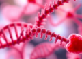 Cell Study Links RNA Modification WTAP to KDR Protection in Aneurysm Model