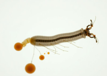 Microscopy Reveals Midgut and Malpighian Tubule Structure of Beetle Oxythyrea funesta