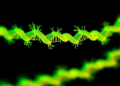 Rapid 40-minute fluorescent test detects optrA resistance gene in Enterococcaceae