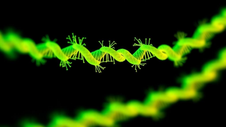 Rapid 40-minute fluorescent test detects optrA resistance gene in Enterococcaceae