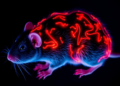 Magnesium Sulfate Shows Neuroprotective Effects in Mouse Model of Postoperative Cognitive Dysfunction