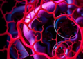 Evolutionary Feature Optimization Sharpens Latent Learning in Endoscopy Images