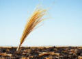 Straw and biochar build soil carbon in salty farmland by two different routes