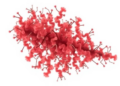 Prophages Shape Virulence, Not Resistance, in Staphylococcus aureus Genomes