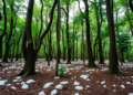 Hidden Salt in the Soil Shapes Which Trees Can Live Together in Subtropical Forests